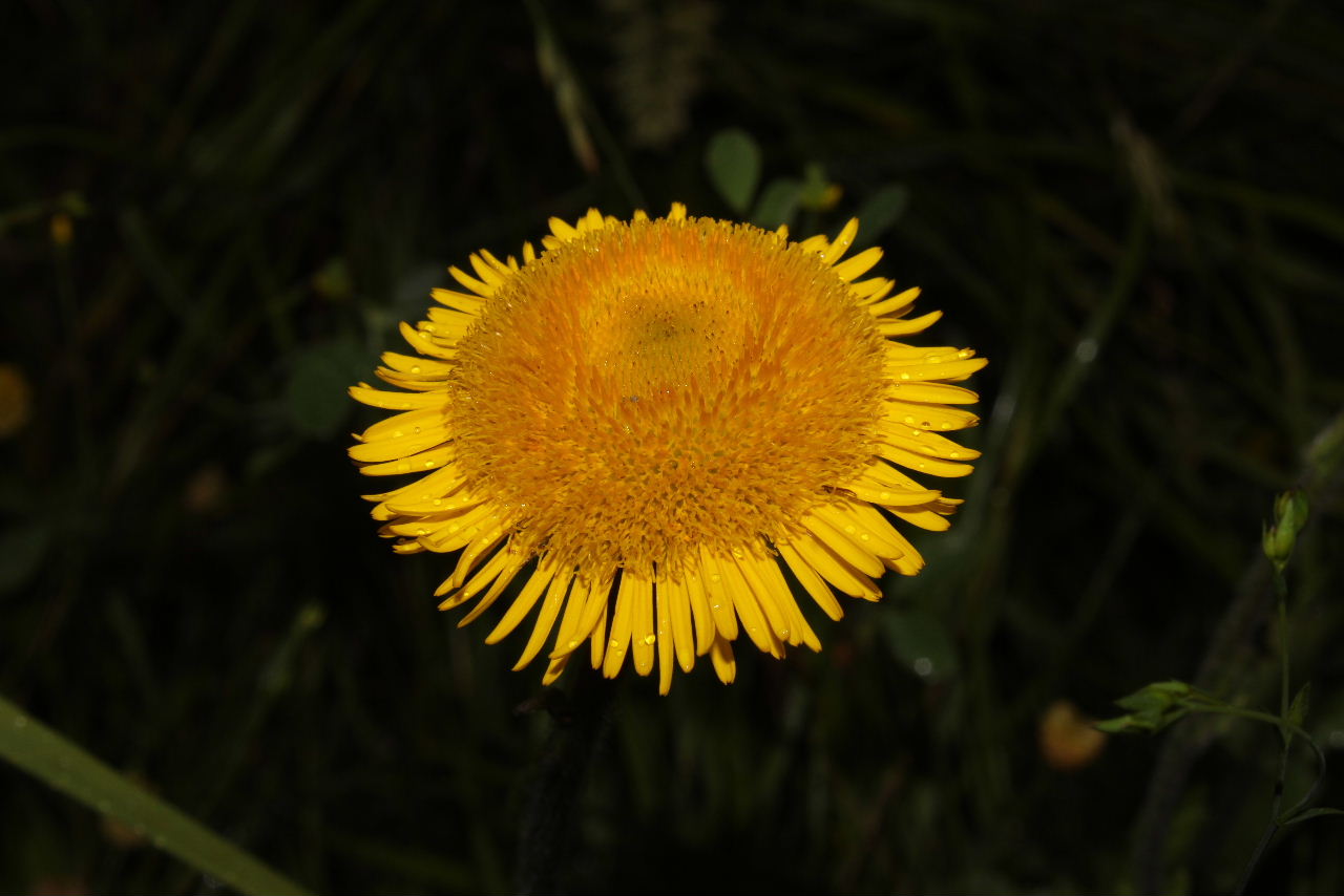 Pulicaria odora / Incensaria odorosa